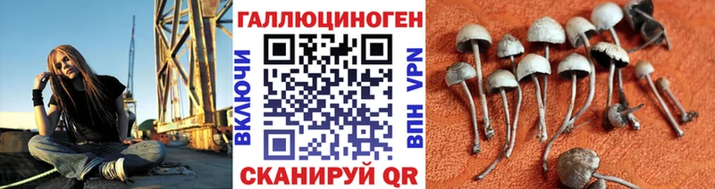где купить   Мурманск  Галлюциногенные грибы Psilocybe 